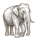 sri_lanka_elephant_sketch